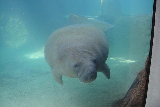 Mote Marine Laboratory & Aquarium